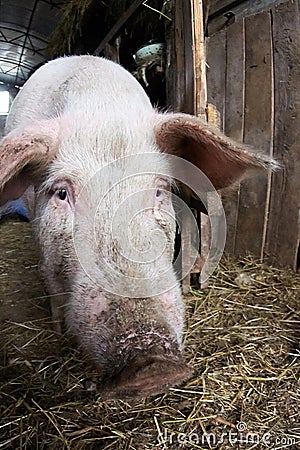 Nose pig. Agriculture. Animal breeding Stock Photo