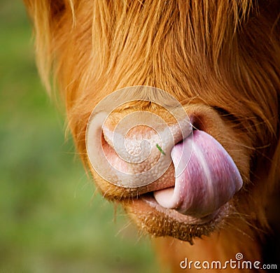 The nose of shaggy calf Stock Photo