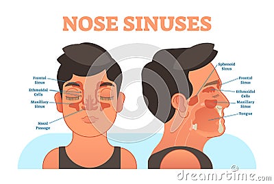 Nose sinuses anatomical vector illustration cross section. Vector Illustration