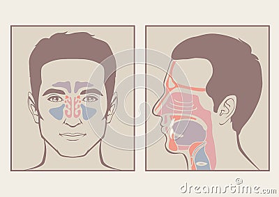 Nose, throat anatomy Vector Illustration