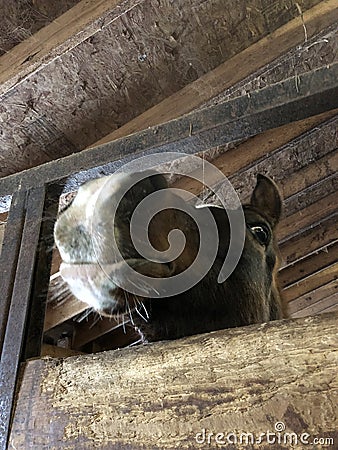 Nosey Arabian Horse Stock Photo