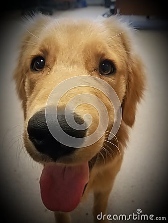 Nosey Golden Retriever Stock Photo