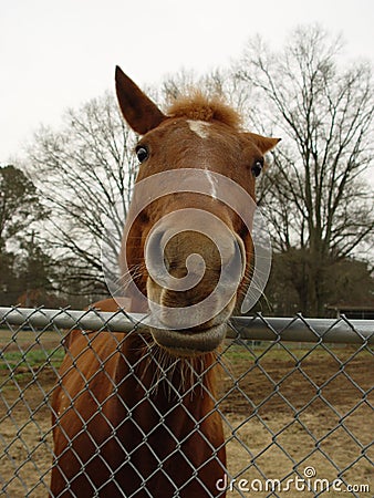 Nosey horse Stock Photo