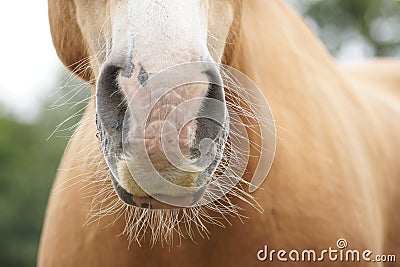 Nosey Horse Stock Photo