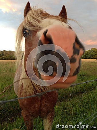 Nosey Horse Stock Photo