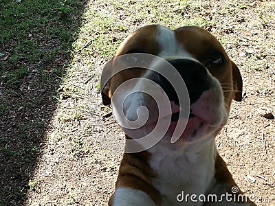 Nosey puppy Stock Photo
