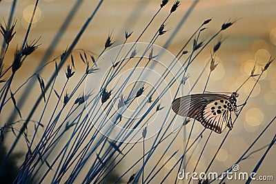 Nostalgic background with butterfly Stock Photo