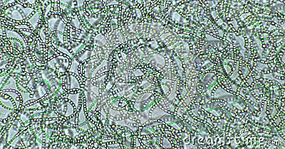 Nostoc sp. blue-green algae under microscopic view, cyanobacteria Stock Photo