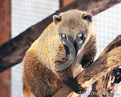 Nosuh cute yellow at wood branch close-up Stock Photo