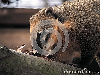 Nosuh looking for something at the leaves Stock Photo