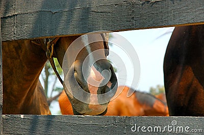 Nosy Horse Stock Photo