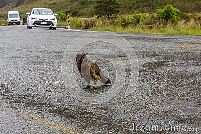 Nosy Kea parrot walking on Milford Sound highway, New Zealand Stock Photo