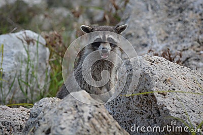 Nosy riverraccoon spying Stock Photo