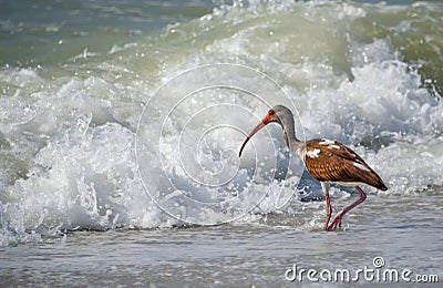 Not Afraid of the Waves Stock Photo