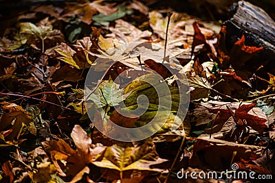 Colorful Down Leaf On The Pacific Northwest Forest Floor In The Deep Of Autumn Season, Washington, United States Stock Photo