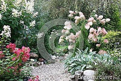 Garden with hydrangeas. Fragment. Stock Photo