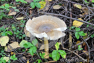 Not eatable mushroom named toadstool or Destroying Angel grows on the ground among the low grass Stock Photo