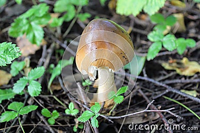 Not eatable mushroom named toadstool or Destroying Angel grows on the ground among the low grass Stock Photo