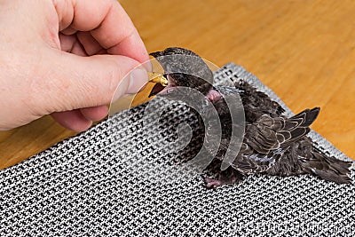 Swift nestling that was fallen of nest during hand feeding Stock Photo