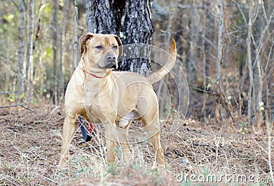 Red Hound dog mixed breed dog male Stock Photo