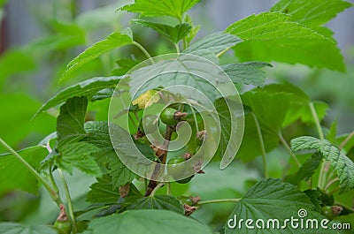 not ripe currant berries on the bush. Green currants in spring Stock Photo