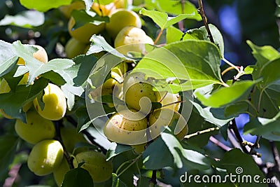 not ripe homemade apricots Stock Photo