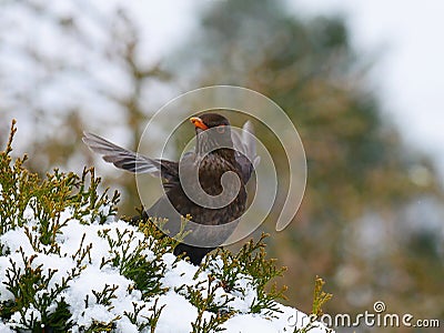 Dancing blackbird Stock Photo