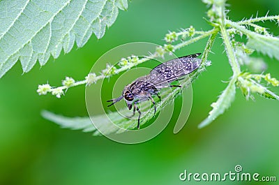 The Notch-horned cleg fly sitting on nettle leaf Stock Photo