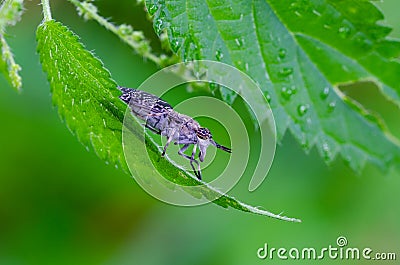 The Notch-horned cleg fly sitting on nettle leaf Stock Photo