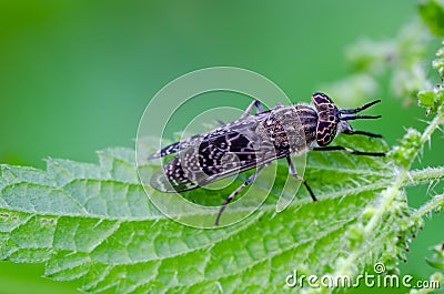 The Notch-horned cleg fly sitting on nettle leaf Stock Photo