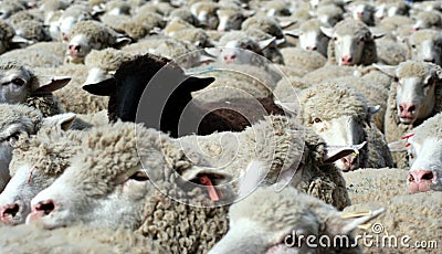 Nothing But Wool 6 Stock Photo