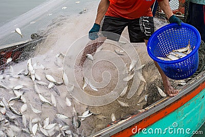 On the fisherman boat, Catching many fish Editorial Stock Photo