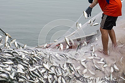 On the fisherman boat, Catching many fish Stock Photo