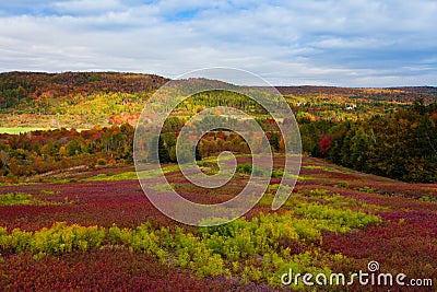 Nova Scotia Canada blueberry field fall forest Stock Photo