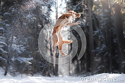 Nova Scotia Duck Tolling Retriever breed dog high jumping outdoors Stock Photo