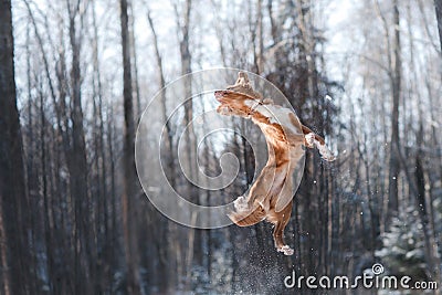 Nova Scotia Duck Tolling Retriever breed dog high jumping outdoors Stock Photo