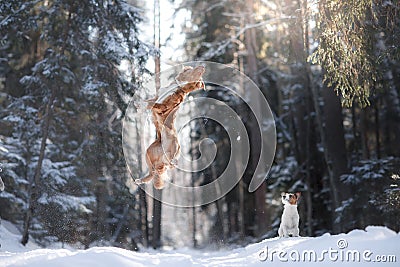 Nova Scotia Duck Tolling Retriever breed dog high jumping outdoors Stock Photo