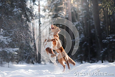 Nova Scotia Duck Tolling Retriever breed dog high jumping outdoors Stock Photo