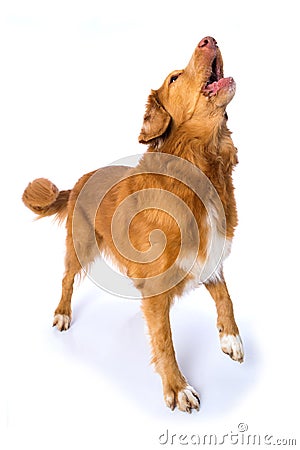 Barking dog on white background Stock Photo