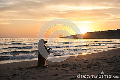 Nova Scotia Duck Tolling Retriever enjoys a sunset beach stroll. Dog Silhouetted Stock Photo