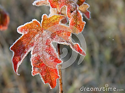 November leaves Stock Photo