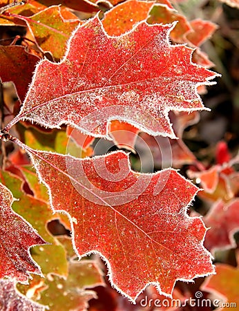 November leaves Stock Photo