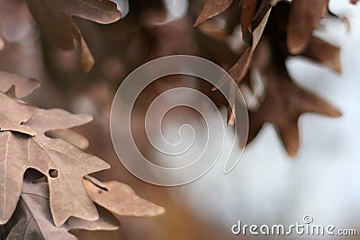 November Leaves Stock Photo