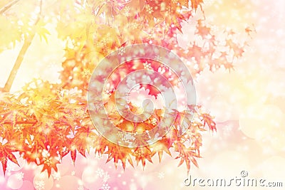 November snow concept. Autumn leaves and snow flake effect background. Stock Photo