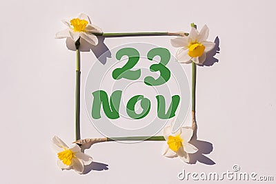 November 23th. Day of 23 month, calendar date. Frame from flowers of a narcissus on a light background, pattern. View from above. Stock Photo