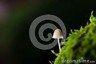 November white Forrest Mushroom on moss Stock Photo