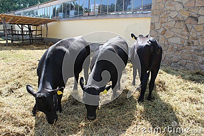 Novi Sad, Serbia, 20.05.2018 Fair, three black Cows Editorial Stock Photo