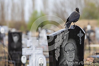 a jackdaw sits on a gravestone in a cemetery Editorial Stock Photo