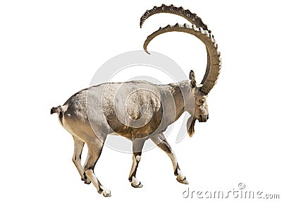 Nubian goat mountain on a white background Stock Photo