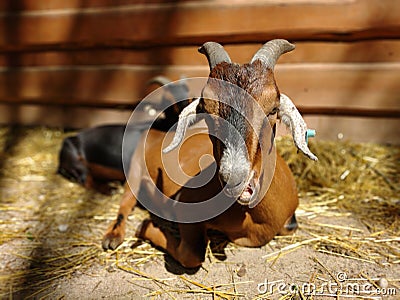 Nubian goat (private farm in the Czech Republice, EU) Stock Photo